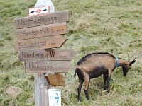 Wandern im Südschwarzwald - Lochmühle bei Riedern